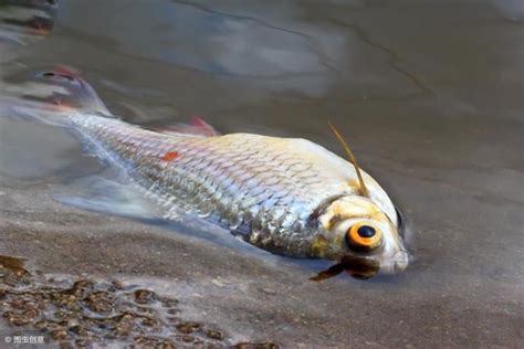 魚死掉要撈起來嗎|死了魚怎麼處理遺體，魚死了怎麼辦